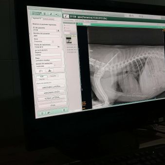 Clínica Veterinaria Santa Cruz radiología